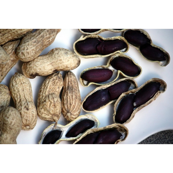 Black Peanut Seeds (Arachis hypogaea) - 2.025