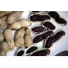 Price: €2.25 - Sementes de Amendoim preto (Arachis hypogaea) - Seeds Gallery
