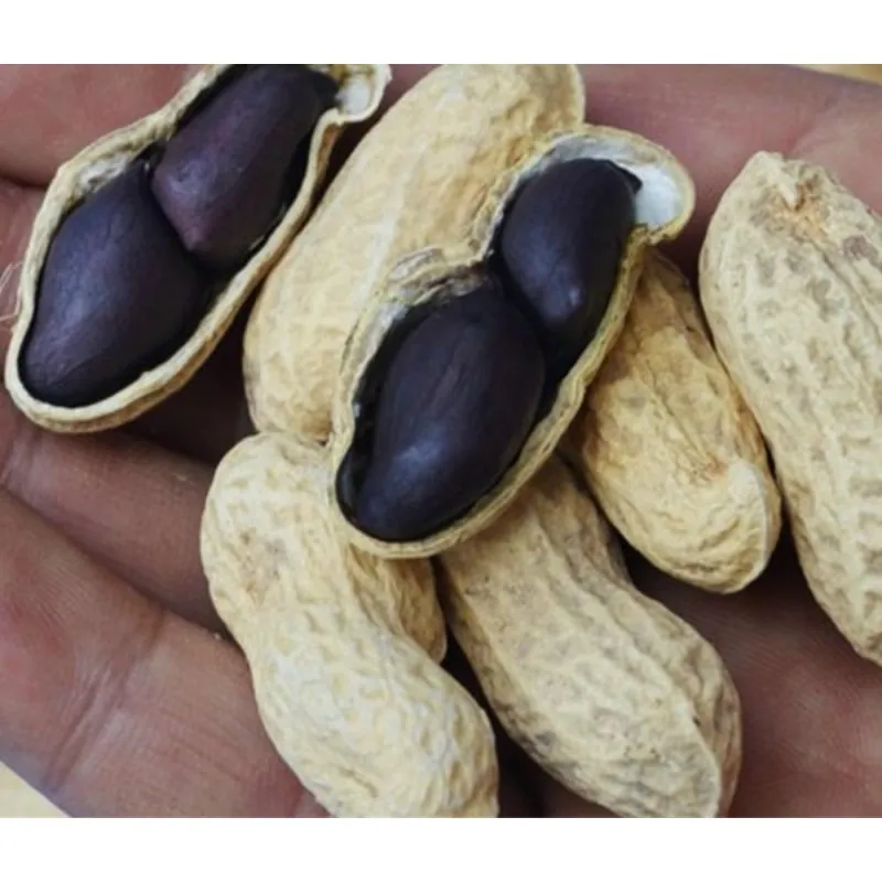 Schwarze Erdnuss Samen (Arachis hypogaea)