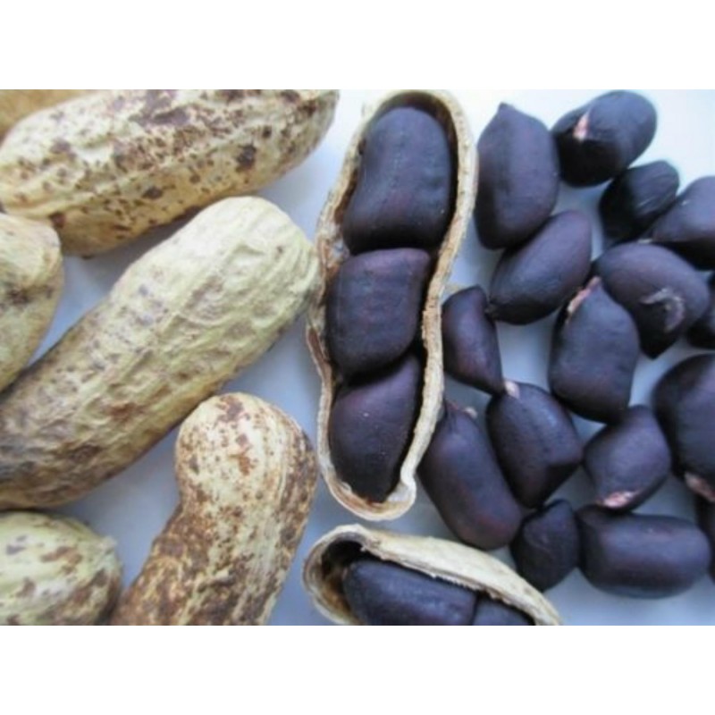 Price: €2.25 - Sementes de Amendoim preto (Arachis hypogaea) - Seeds Gallery