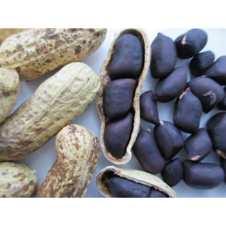 Black Peanut Seeds (Arachis hypogaea) - 2.025