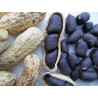 Price: €2.25 - Sementes de Amendoim preto (Arachis hypogaea) - Seeds Gallery
