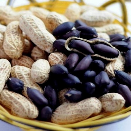 Price: €2.25 - Sementes de Amendoim preto (Arachis hypogaea) - Seeds Gallery