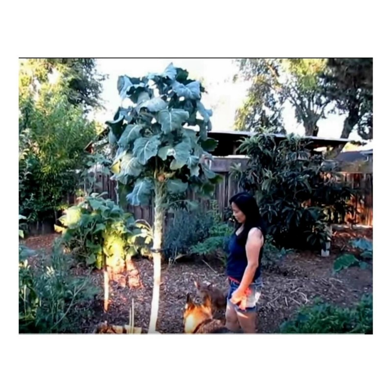 Price: €2.85 - Semillas de Repollo gigante de Jersey (Brassica oleracea var. Longata) - 