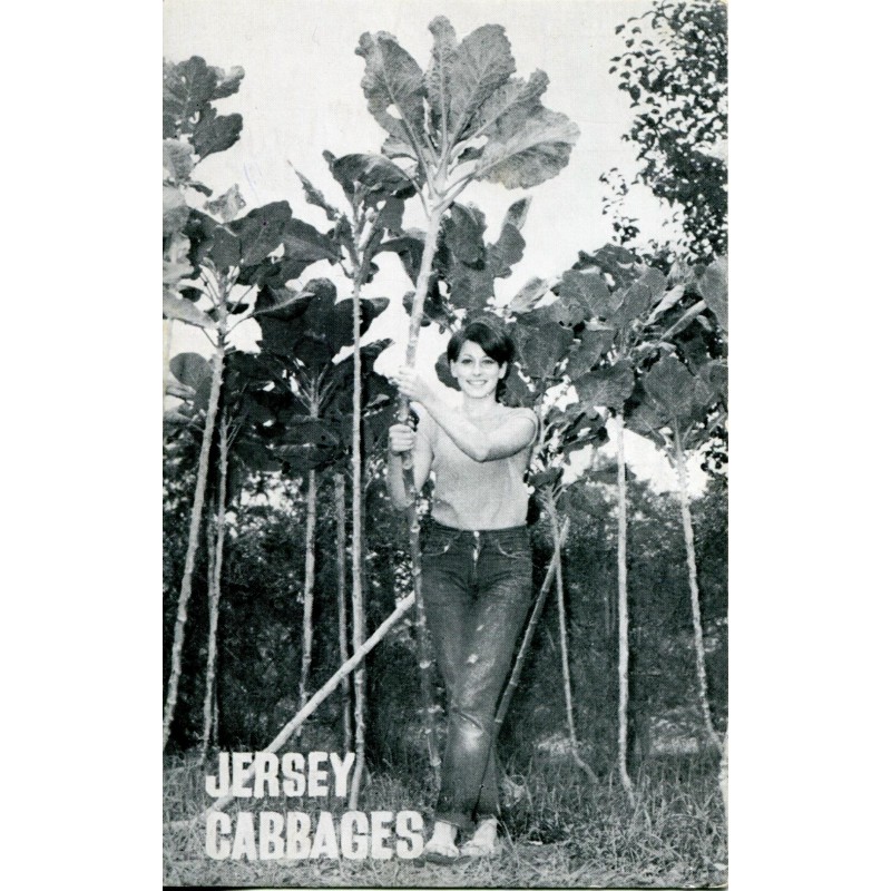 Price: €2.85 - Sementes de REPOLHO GIGANTE ÁRVORE (Brassica oleracea longata) - 