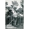 Price: €2.85 - Σπόροι ΓΊΓΑΝΤΑΣ ΛΆΧΑΝΟ ΔΕΝΤΡΟ (Brassica oleracea var. Longata) - 