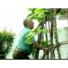Price: €2.85 - Semillas de Repollo gigante de Jersey (Brassica oleracea var. Longata) - 