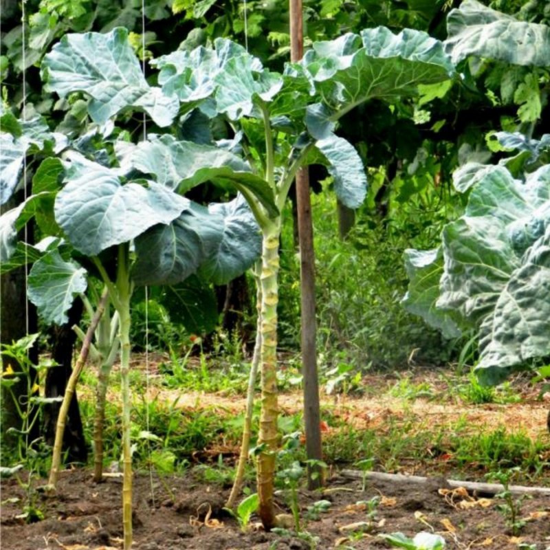 Price: €2.85 - Semillas de Repollo gigante de Jersey (Brassica oleracea var. Longata) - 