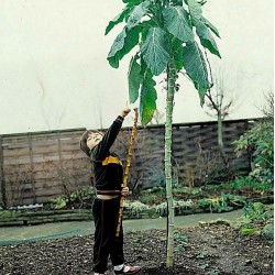 Semillas de Repollo gigante de Jersey (Brassica oleracea var. Longata)
