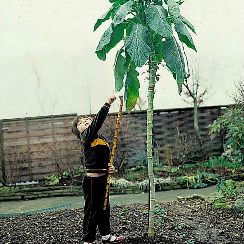 Price: €2.85 - Semillas de Repollo gigante de Jersey (Brassica oleracea var. Longata) - 