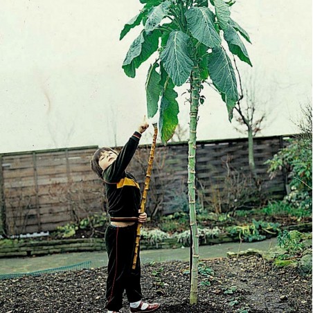 Price: €2.85 - Semillas de Repollo gigante de Jersey (Brassica oleracea var. Longata) - 