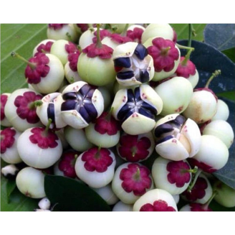 Sementes de KATUK (Sauropus androgynus)