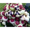 Sementes de KATUK (Sauropus androgynus)