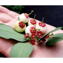 Katuk, Star Gooseberry, Sweet Leaf Seeds (Sauropus androgynus)
