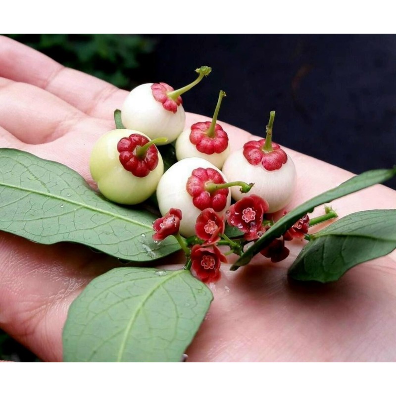 Sementes de KATUK (Sauropus androgynus)