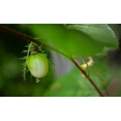 Mini – Zbun Passiflora Seme (Passiflora foetida)