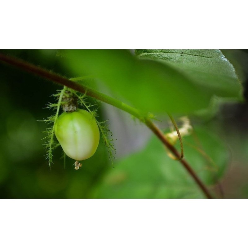Price: €2.35 - Mini - Buske Passionsblomssläktet Frö (Passiflora foetida) - 