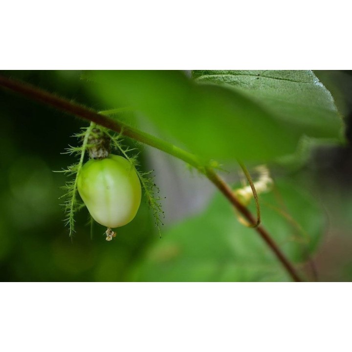 Marya-Marya, Bush Passion Fruit Seeds (Passiflora foetida) - 2.115