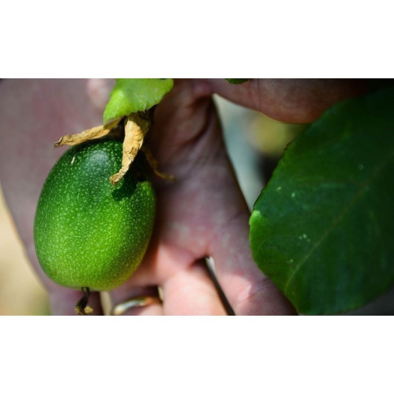 Price: €2.35 - Semillas de Maracuyá Silvestre o Parcha Silvestre (Passiflora foetida) - 
