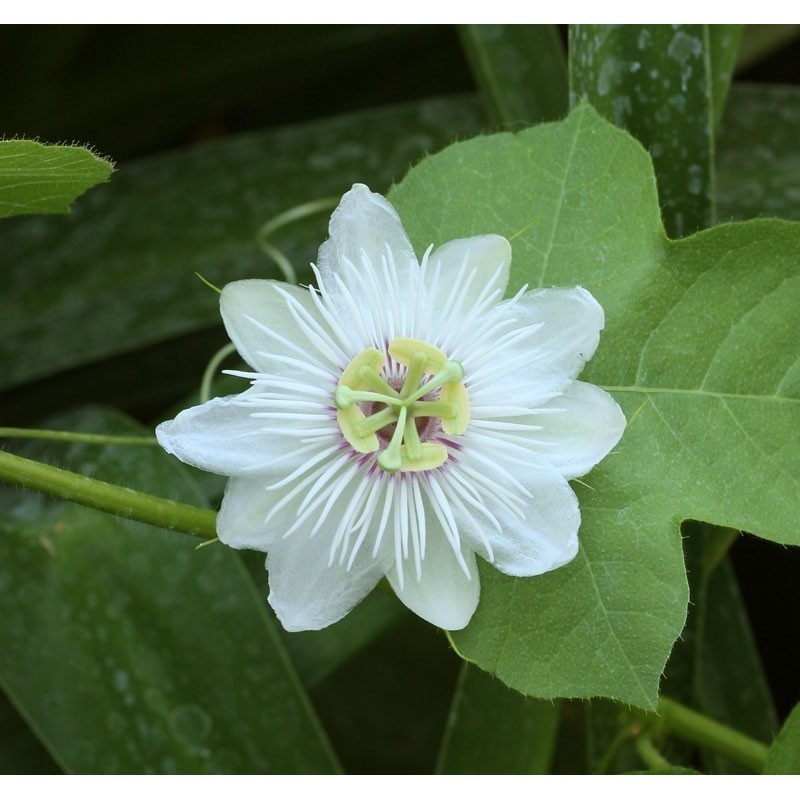 Price: €2.35 - Mini - Buske Passionsblomssläktet Frö (Passiflora foetida) - 