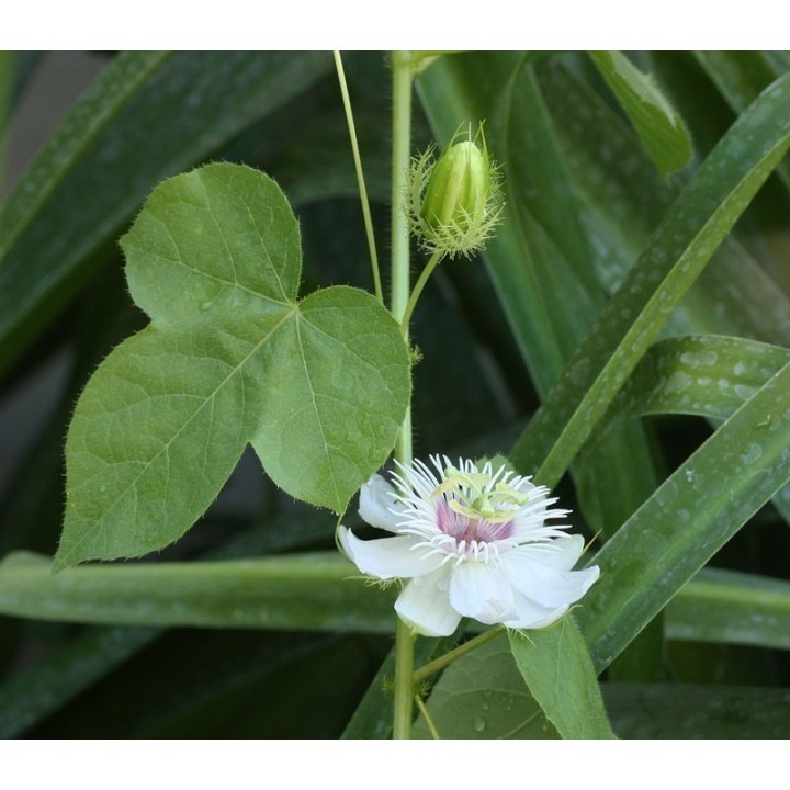 Marya-Marya, Bush Passion Fruit Seeds (Passiflora foetida) - 2.115