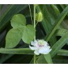 Price: €2.35 - Graines de Passiflore Fétide, Grenadille-Caméléon (Passiflora foetida) - 