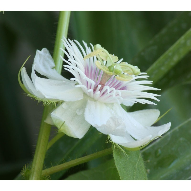 Price: €2.35 - Weisse Passionsblume Samen (Passiflora foetida) - 