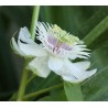 Price: €2.35 - Graines de Passiflore Fétide, Grenadille-Caméléon (Passiflora foetida) - 