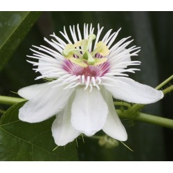 Sementes de Maracujá Do Mato, Maracujazinho (Passiflora foetida)
