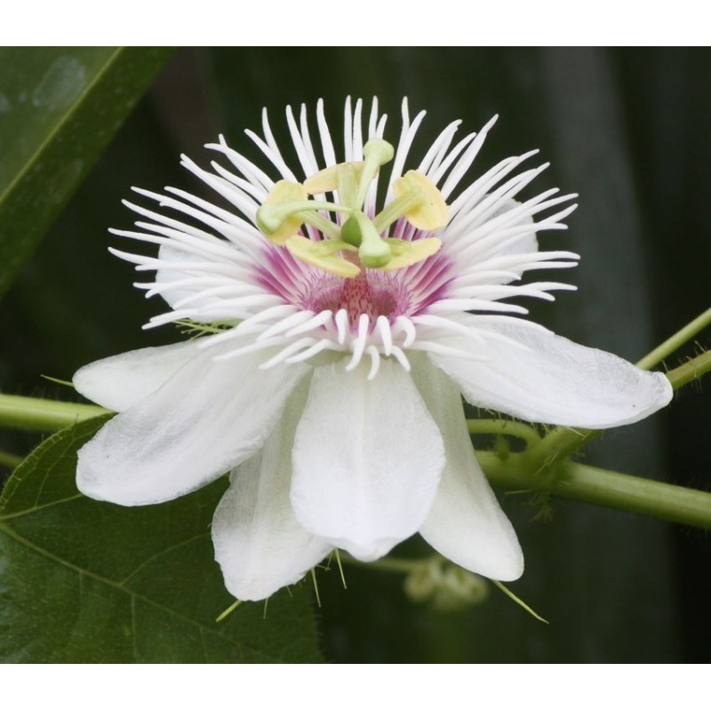 Price: €2.35 - Mini - Buske Passionsblomssläktet Frö (Passiflora foetida) - 