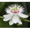 Price: €2.35 - Semillas de Maracuyá Silvestre o Parcha Silvestre (Passiflora foetida) - 