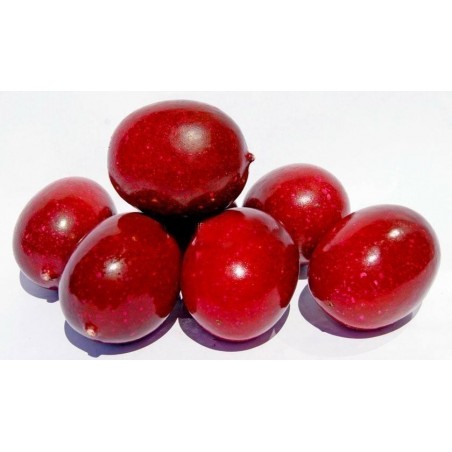 Price: €2.35 - Mini - Buske Passionsblomssläktet Frö (Passiflora foetida) -