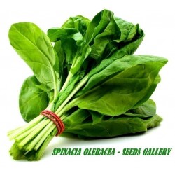 Price: €1.65 - Σπανακι Σποροι Matador - 