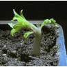 Sementes de Amêndoa Doce (Prunus amygdalus) | 2,55 €