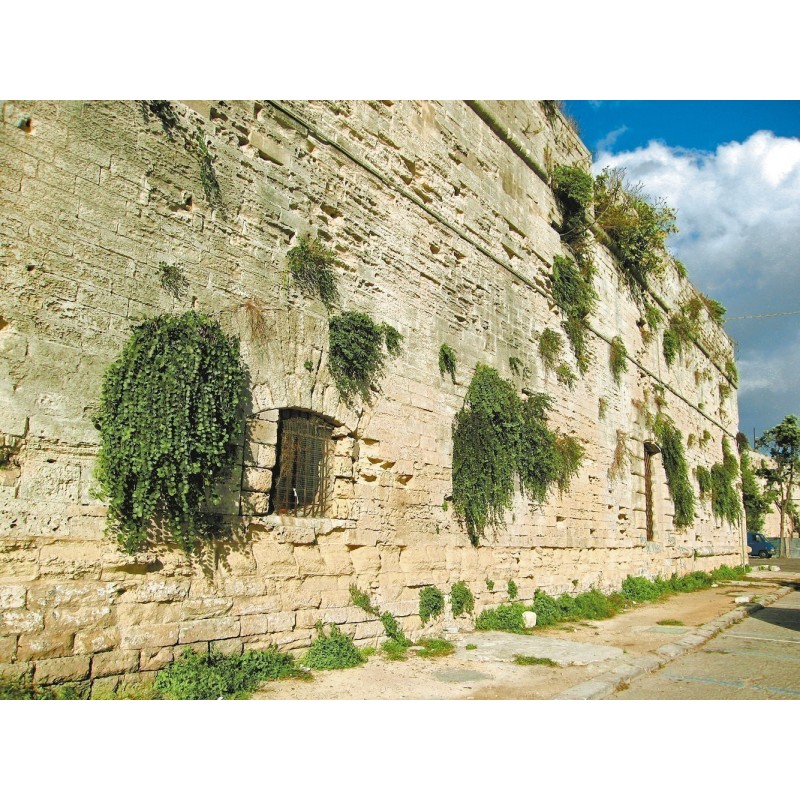 Price: €1.95 - Sementes de Alcaparra (Capparis spinosa) - 
