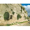 Price: €1.95 - Sementes de Alcaparra (Capparis spinosa) - 