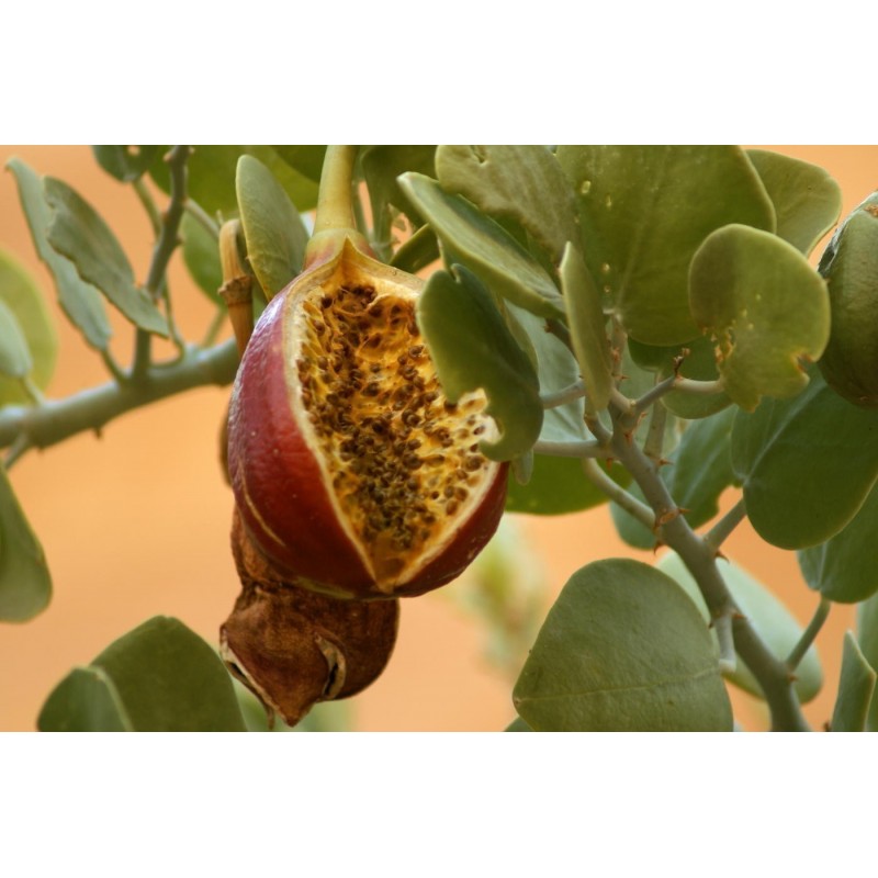 Price: €1.95 - Sementes de Alcaparra (Capparis spinosa) - 