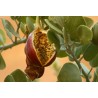 Price: €1.95 - Sementes de Alcaparra (Capparis spinosa) - 