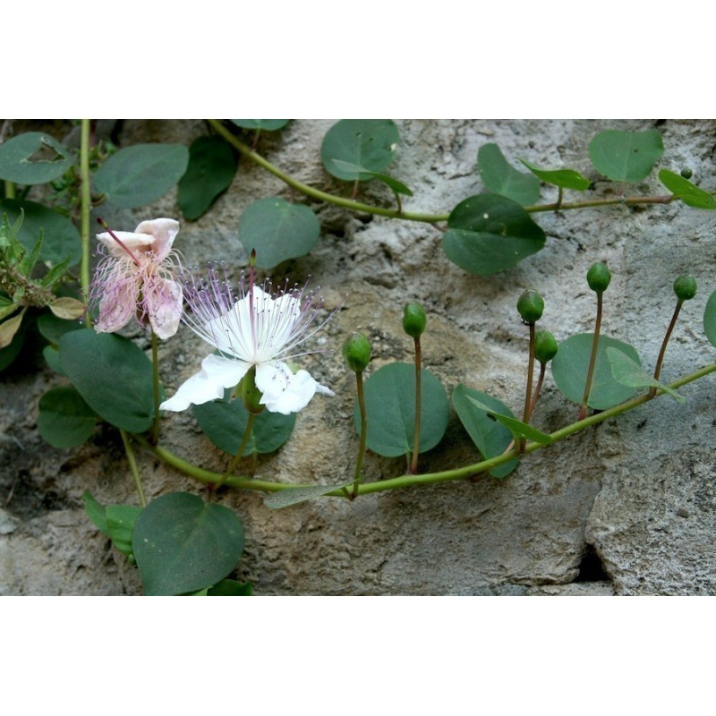 Price: €1.95 - Caper bush, Flinders Rose Seeds (Capparis spinosa) - 