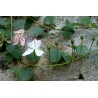 Price: €1.95 - Kapar Seme - Jestiva i lekovita biljka (Capparis spinosa) - 