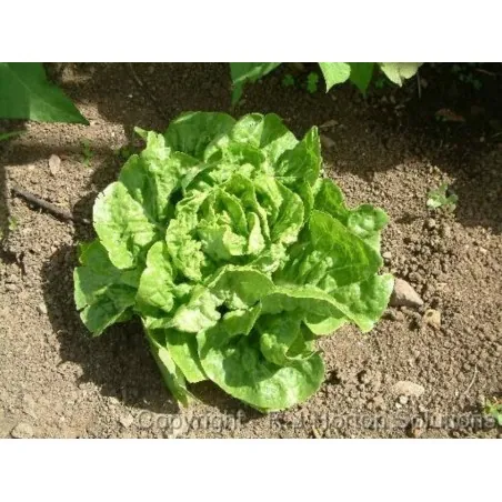 Semillas de Lechuga 'Green Mignonette'