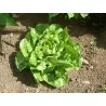 Semillas de Lechuga 'Green Mignonette'