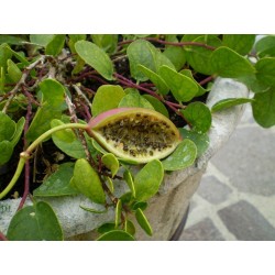 Sementes de Alcaparra (Capparis spinosa)