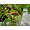 Price: €1.95 - Caper bush, Flinders Rose Seeds (Capparis spinosa) - 
