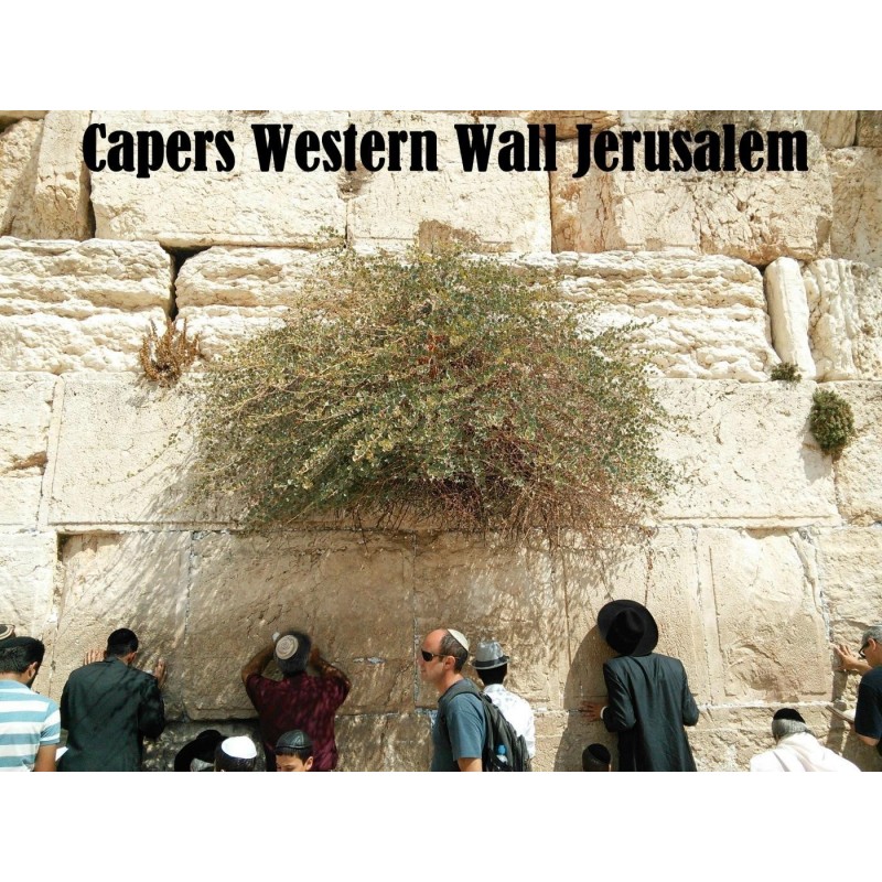 Price: €1.95 - Sementes de Alcaparra (Capparis spinosa) - 