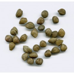 Σπόροι Κάππαρις η ακανθώδης (Capparis spinosa)