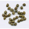 Price: €1.95 - Caper bush, Flinders Rose Seeds (Capparis spinosa) - 