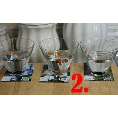 Förökning - sådd Passiflora Fröer