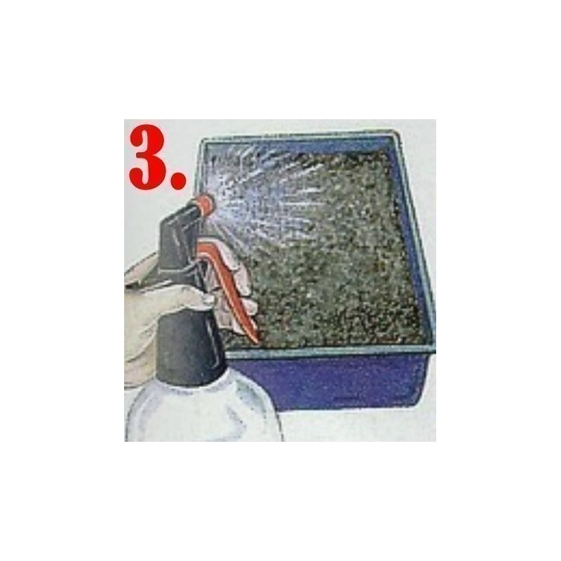 Förökning - sådd Passiflora Fröer