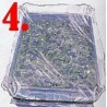 Passiflora - Aussaatanleitung - Vermehrung - aus Samen ziehen | 0,00 €